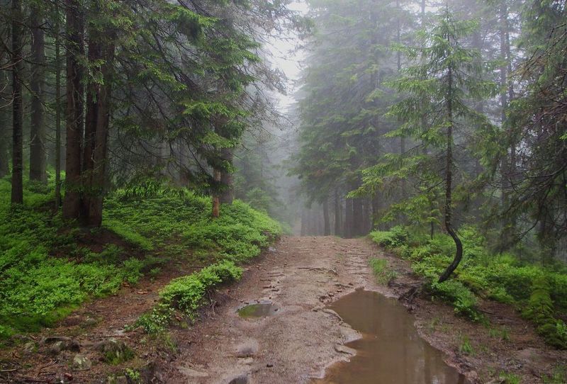 Дорога в дождливое и туманное утро фото превью