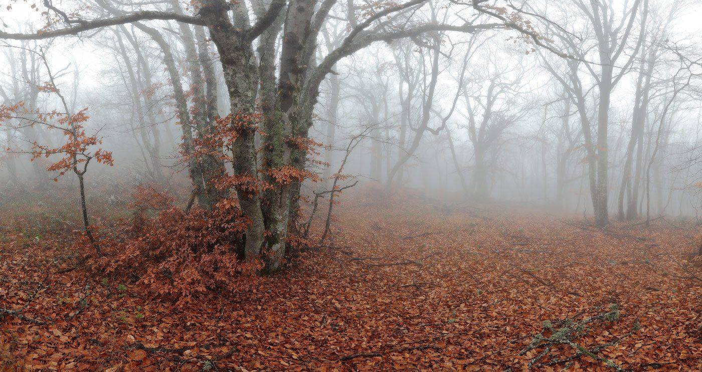 крым, туман, ноябрь, осень, Михаил Псарёв