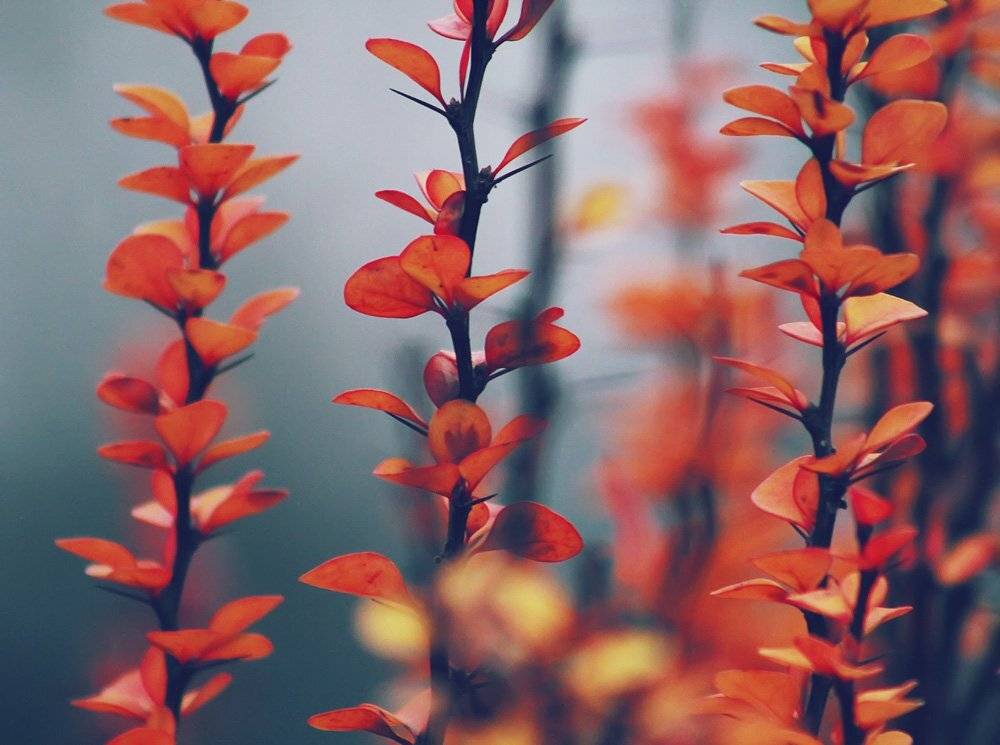 , Юлия Володина