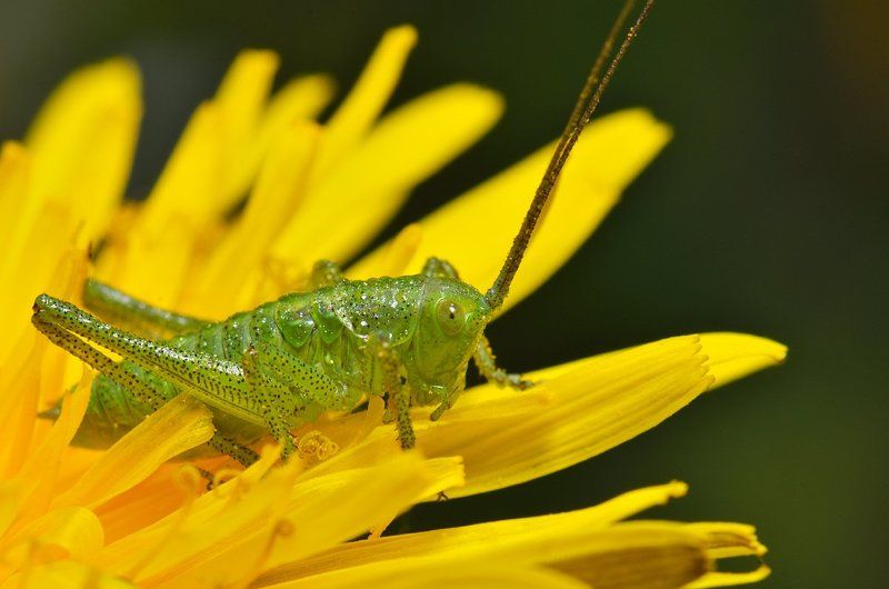 nikon, d7000, macro, kazakhstan, nature, казахстан, природа, макро, bush cricket, кузнечик Крапчатый прыгун фото превью