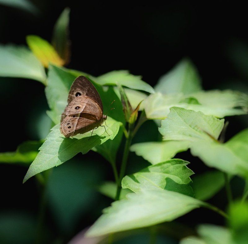 В лучах солнца... фото превью