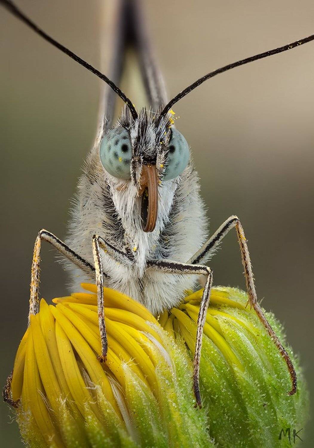 pioneer white, african caper white , belenois aurota, Miron Karlinsky