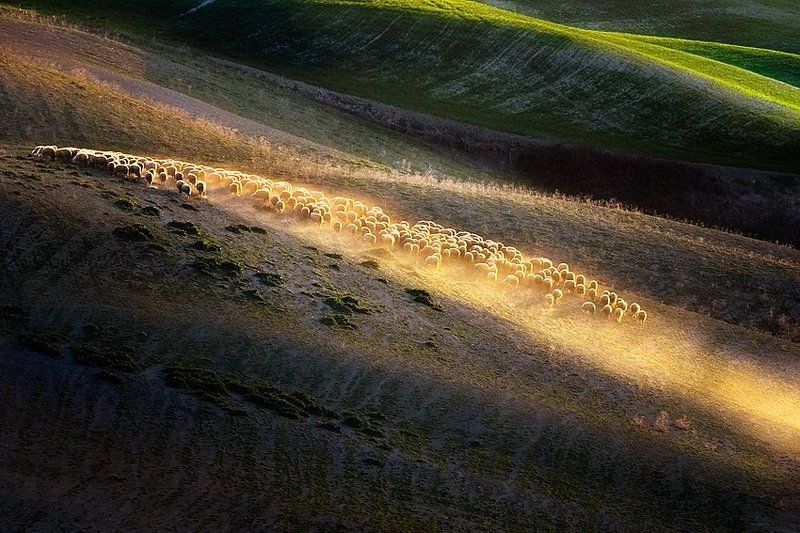 Morning grazing фото превью