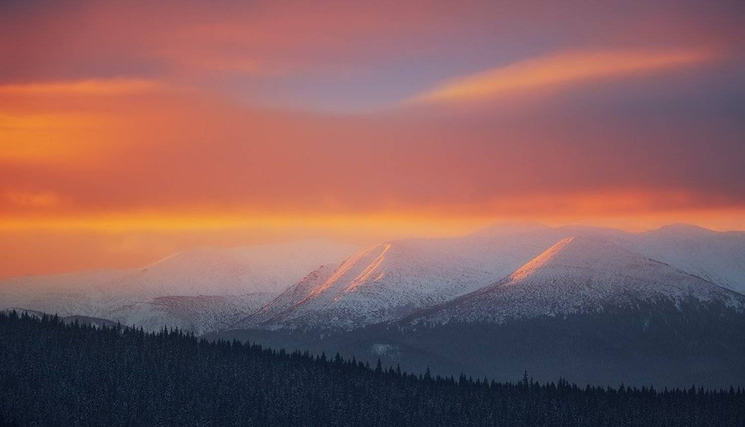 , Денис Кривой