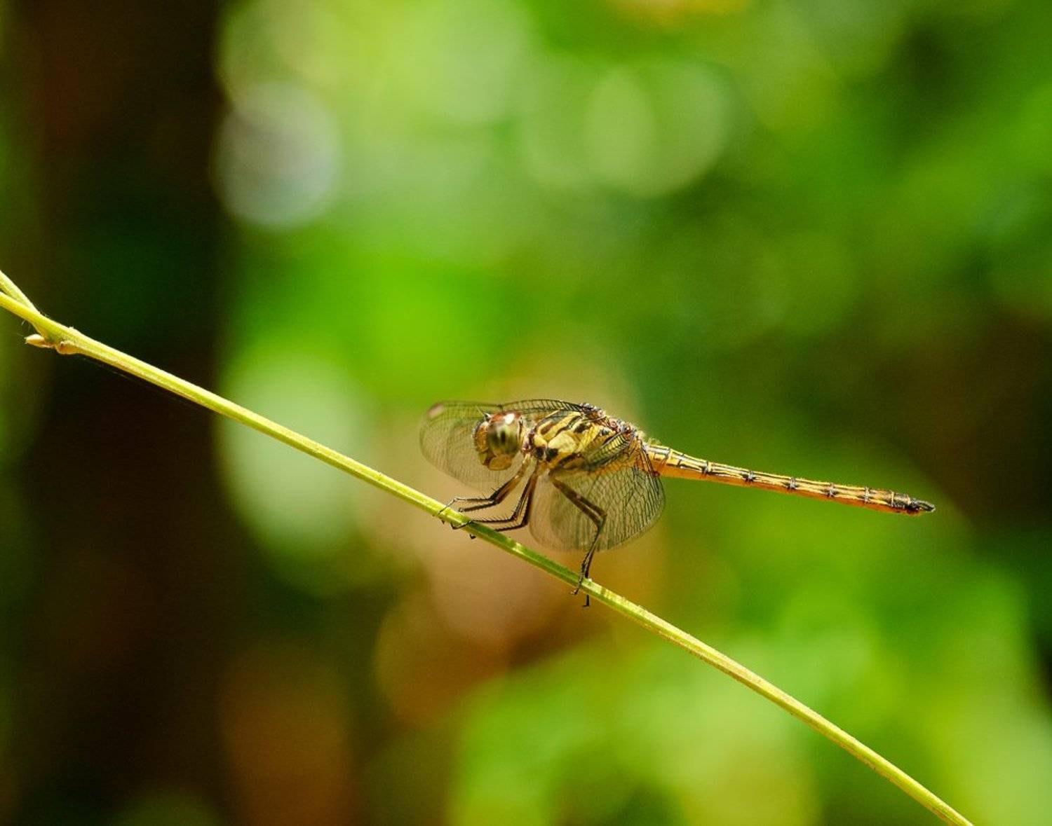 macro, closeup, insect, макро, насекомые, gnilenkov, Alexey Gnilenkov