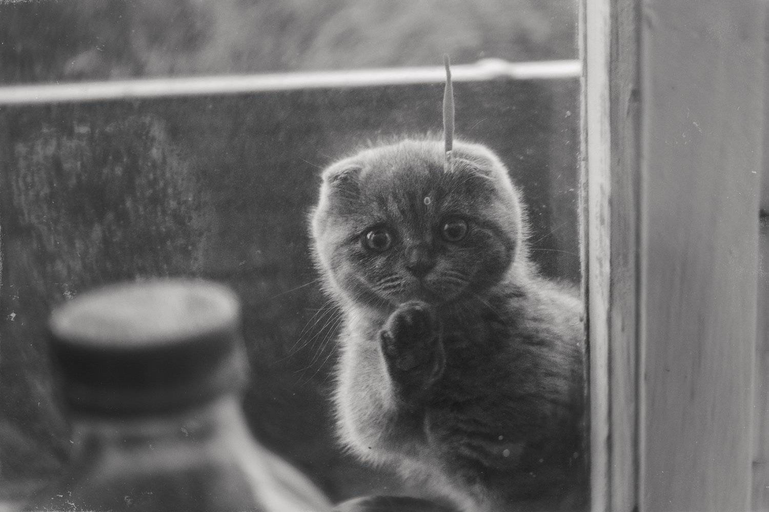 , Алексей Тувин