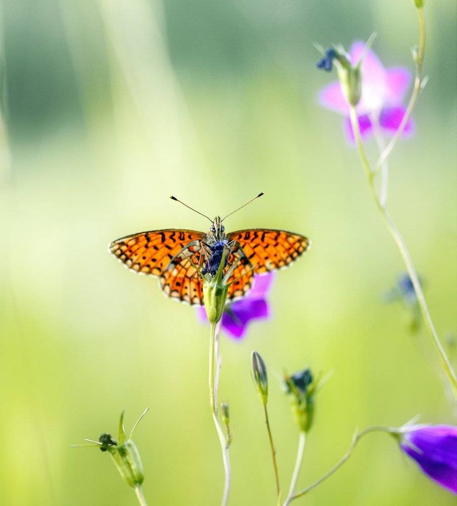 macro, closeup, insect, макро, насекомые, gnilenkov, Alexey Gnilenkov