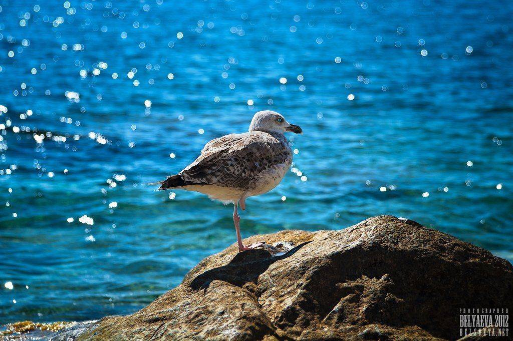 , Беляева Света