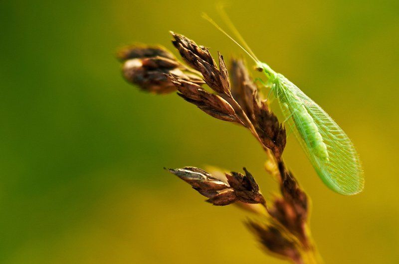 Степные жители. фото превью