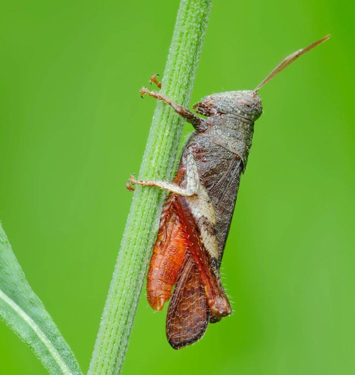 macro, closeup, insect, макро, насекомые, gnilenkov, Alexey Gnilenkov