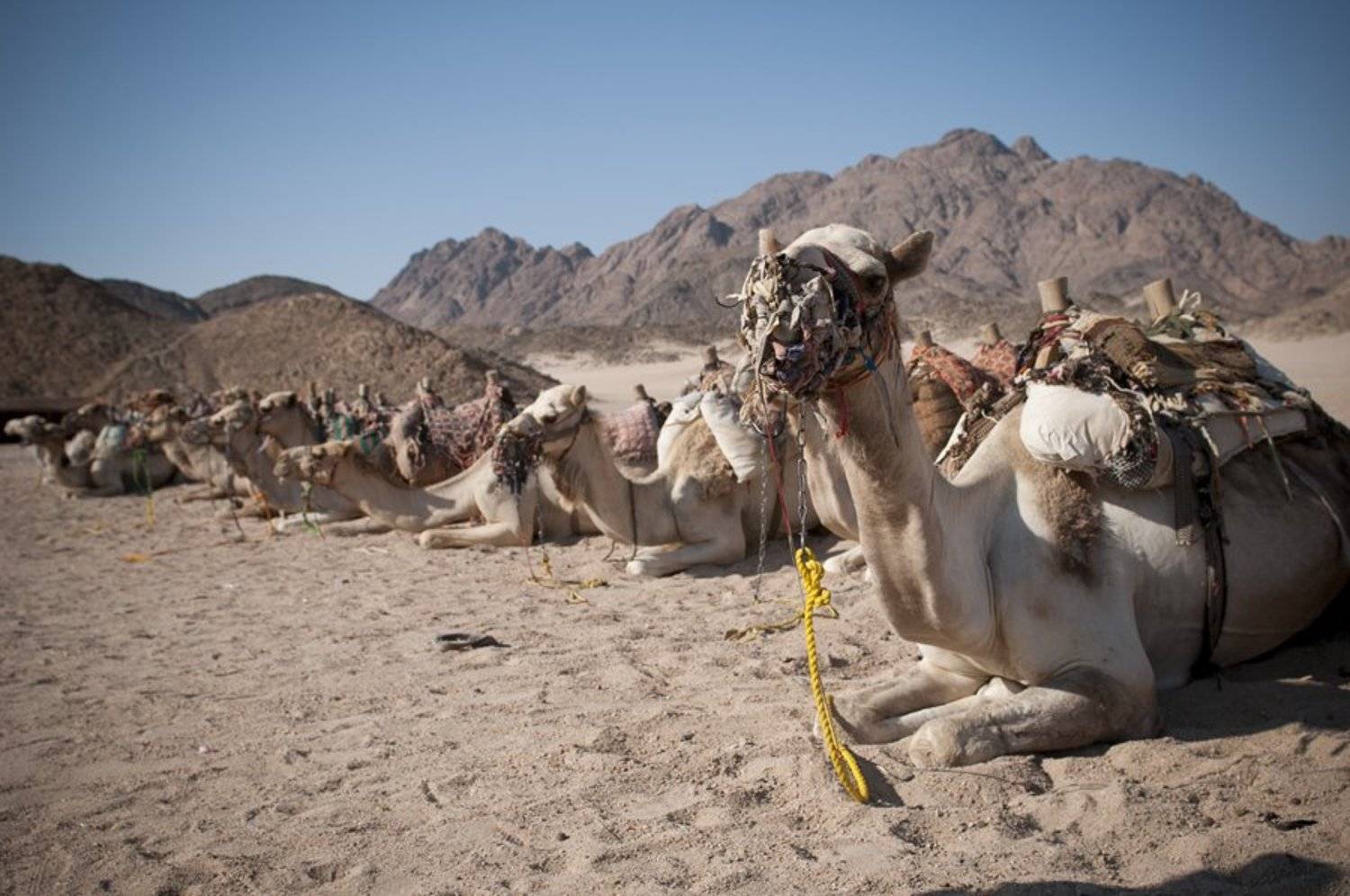верблюд, египет, Denis Khorkov