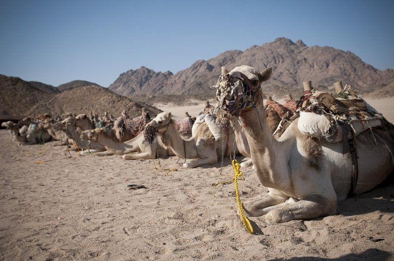 верблюд, египет Привал фото превью