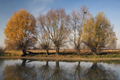 willows