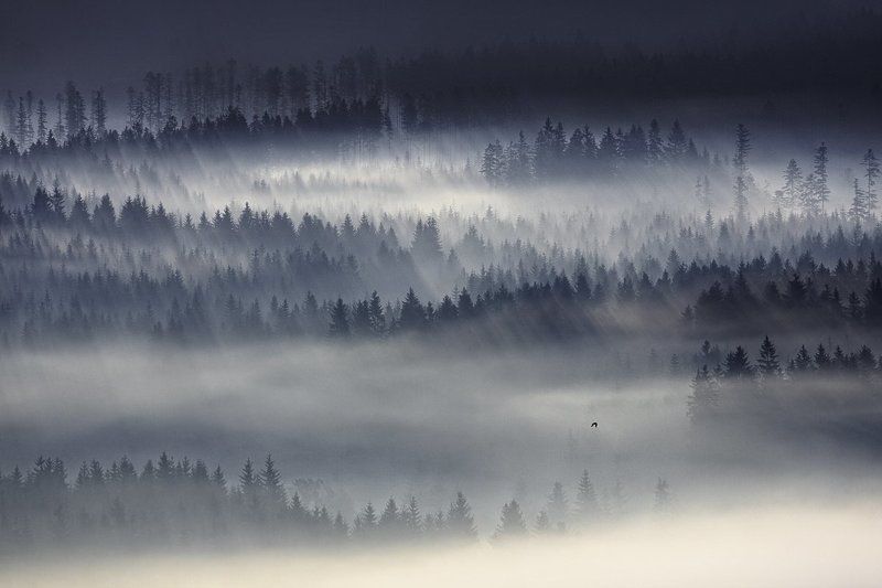 The magic forest ... фото превью