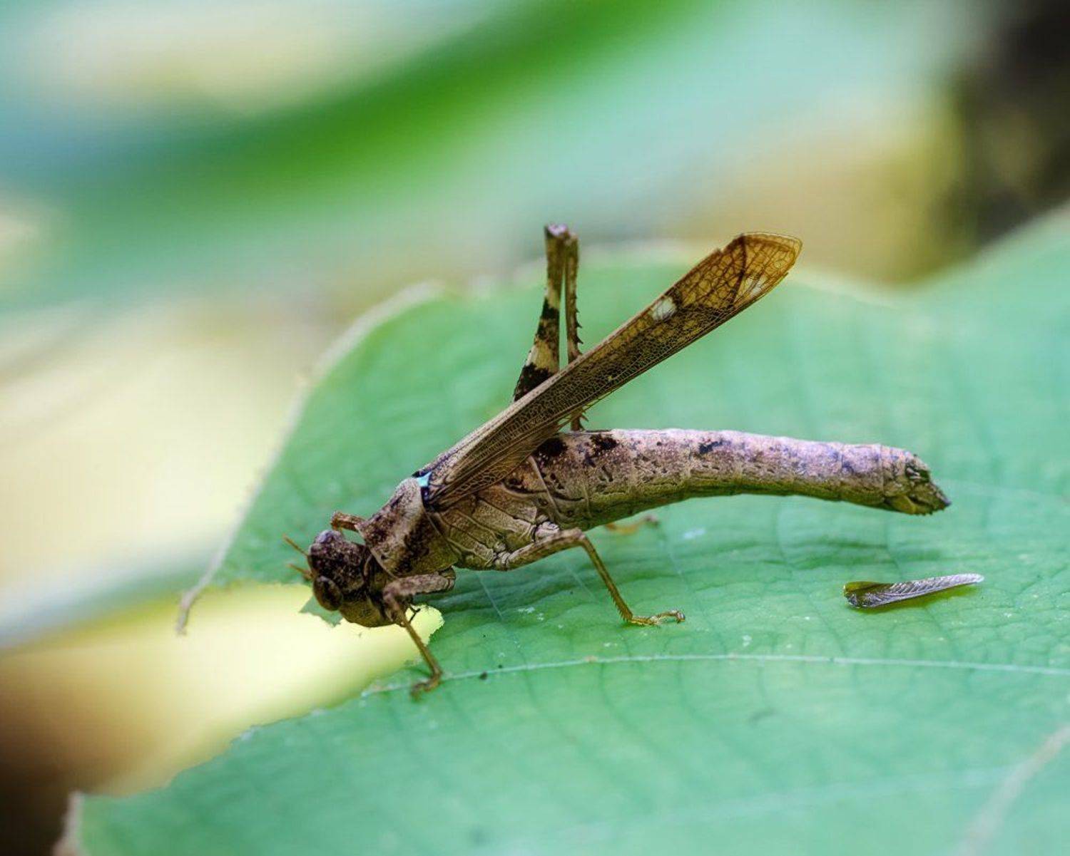 macro, closeup, insect, макро, насекомые, gnilenkov, Alexey Gnilenkov
