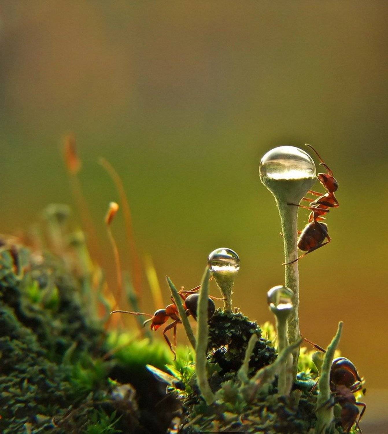 муравей., капля, Вячеслав Мищенко