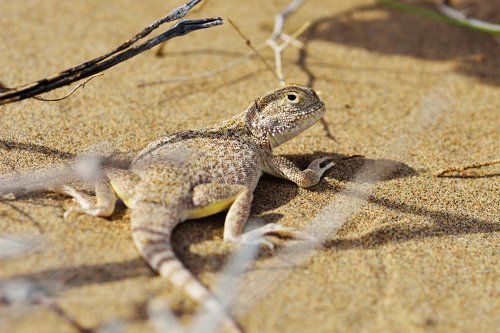 Ушастая круглоголовка