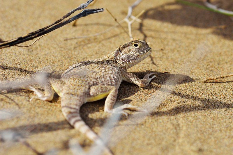 nikon, d7000, asia, kazakhstan, nature, wildlife, lizard, казахстан, природа, круглоголовка Ушастая круглоголовка фото превью