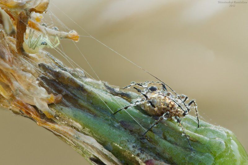 ростислав, макро, 100мм Погонщик фото превью