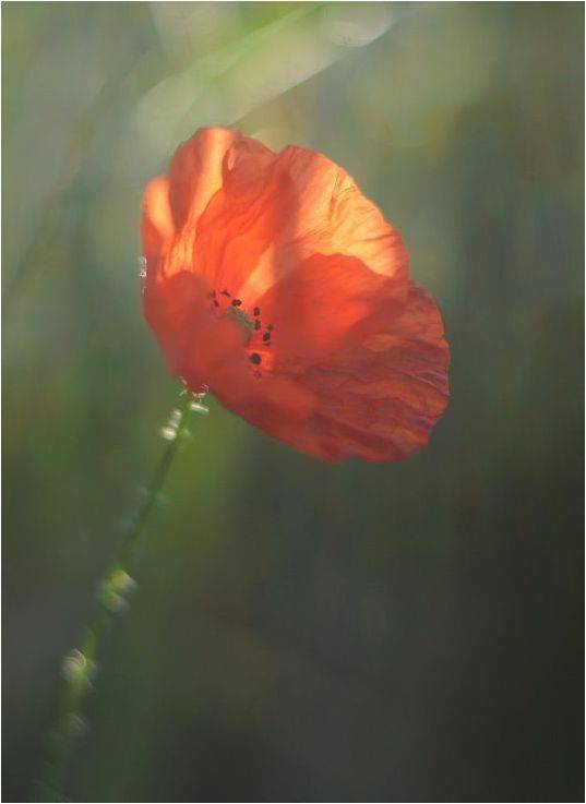 , Володимир Карчевський