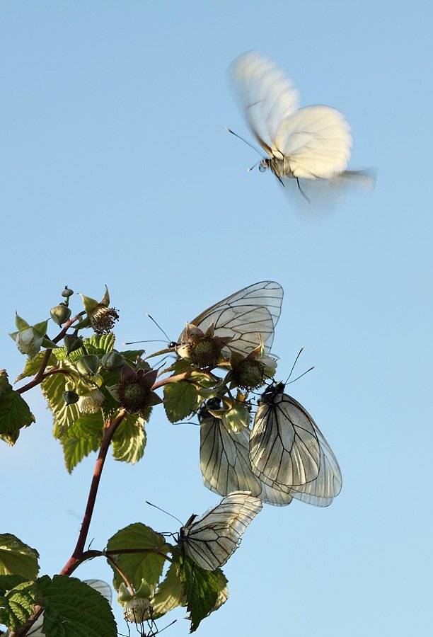, Сергей Таланов