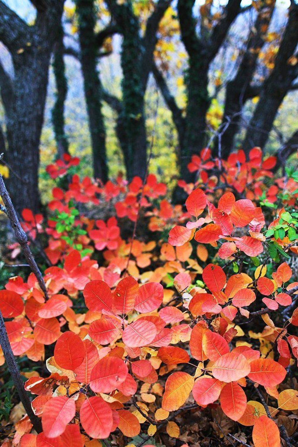 , Эдуард Перов