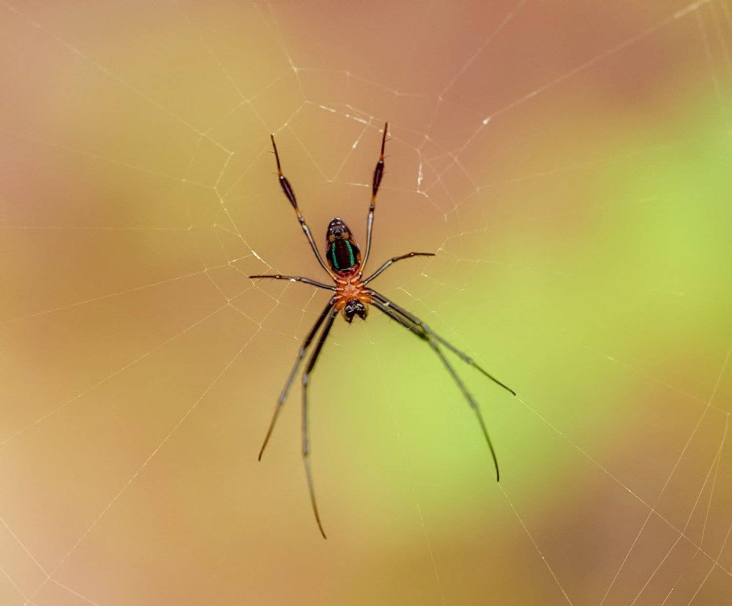 macro, closeup, insect, макро, насекомые, gnilenkov, Alexey Gnilenkov