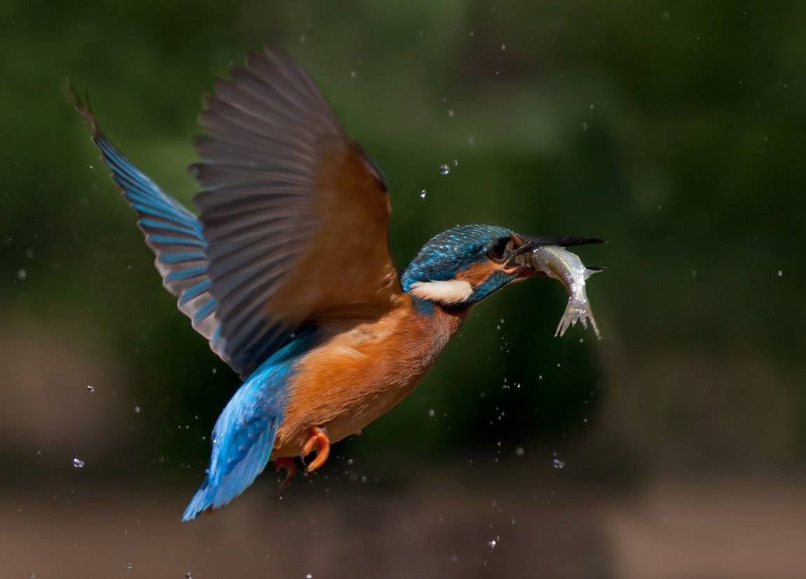 , Стефан Дянков