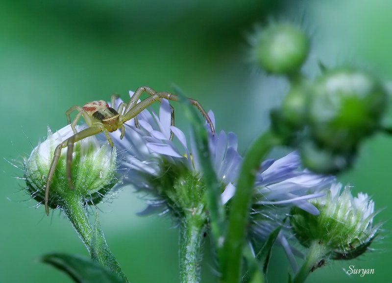 лето, цветок, паучок — Выйди, покажись. Не испугаюсь я больше вида твоего страшного. фото превью