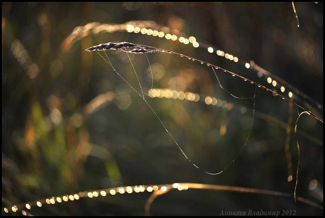 , Аникеев Владимир
