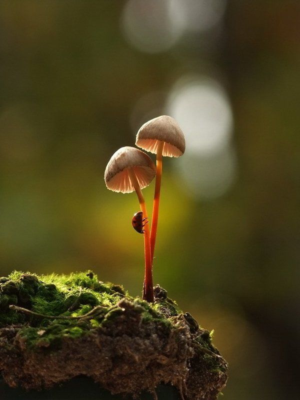 грибочек.божья, коровка. ПЕРВЫЙ ЛУЧИК фото превью