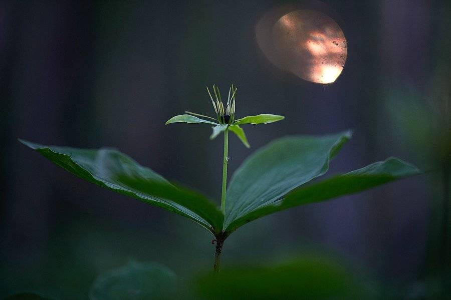 макро, растения, природа, яд, вороний глаз, цветы, wildlife, plannt, macro, Илья Гомыранов