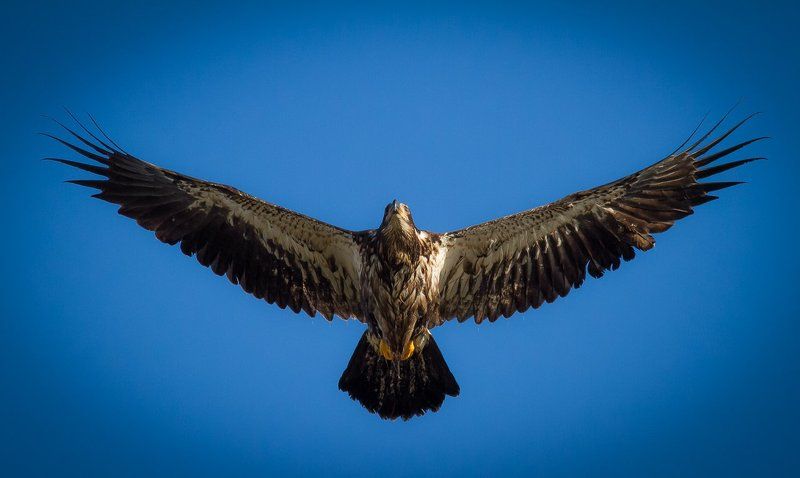 Юниор фото превью