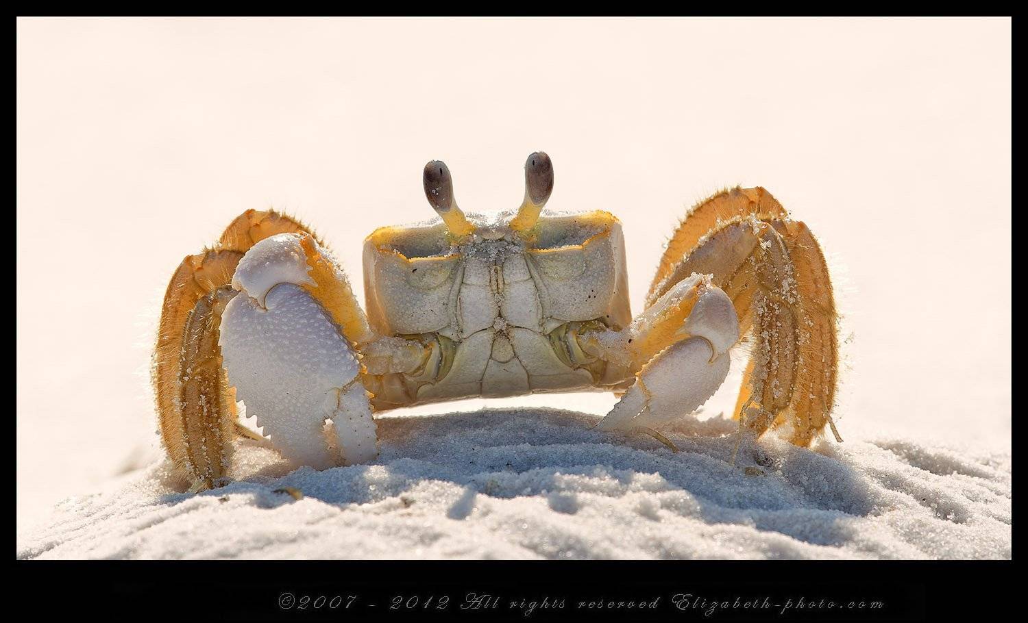 краб призрак, ghost crab, краб, Elizabeth Etkind