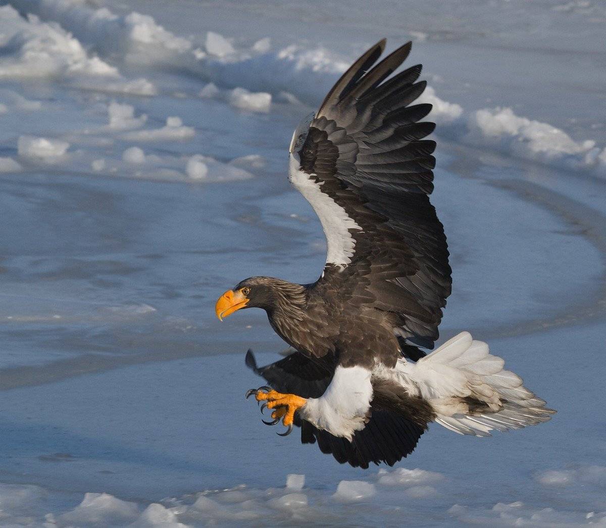 орлан, белоплечий, полет, , haliaeetus, pelagicus, приморье, владивосток, Евгений Слободской