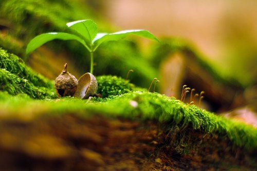 Избушка для эльфа.