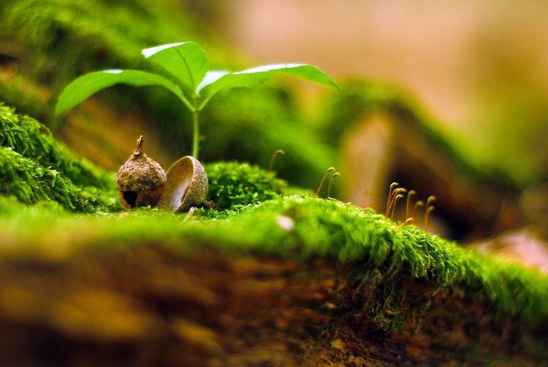 лес,осень,бревно,мох,желудь. Избушка для эльфа. фото превью