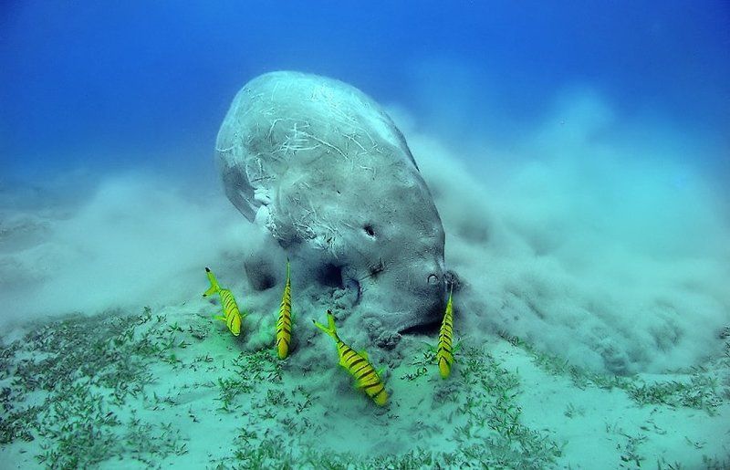 dugong фото превью