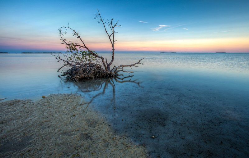 Mangrove loneliness фото превью