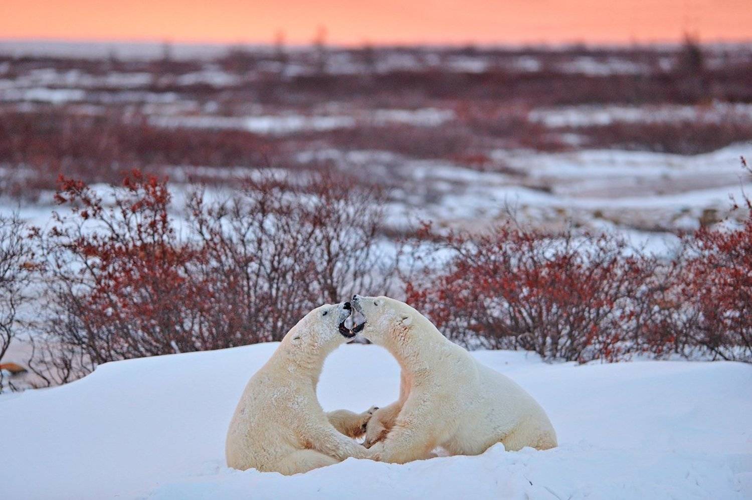, Алексей Тищенко