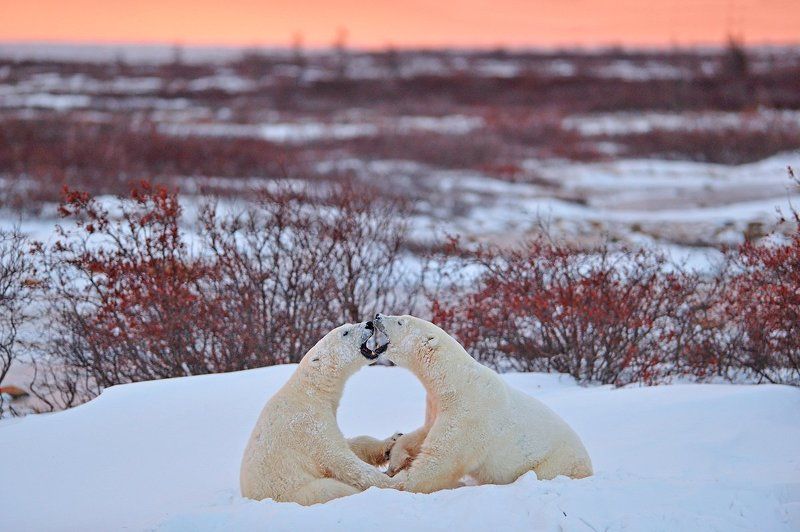 Признание в любви фото превью