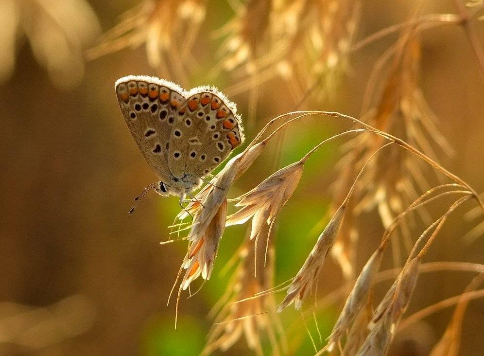 бабочка, Вячеслав Мищенко