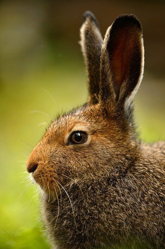 животные, заяц, дикая природа, млекопитающие, кролик, wildlife, animals, mammals Ушастый фото превью