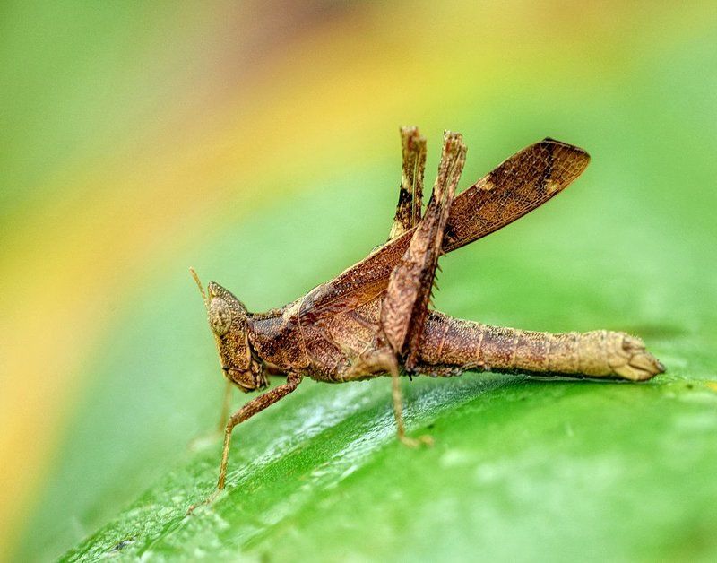 macro, closeup, insect, макро, насекомые, gnilenkov Eriantus фото превью