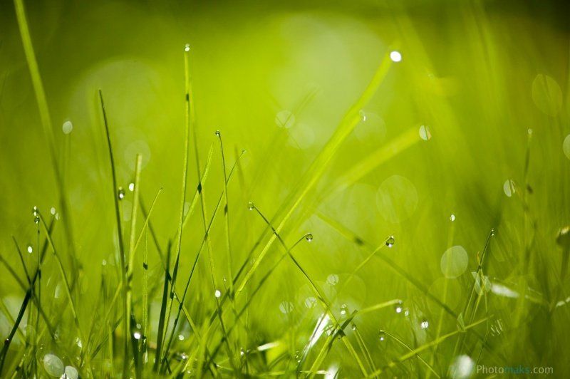 Свежесть утра фото превью