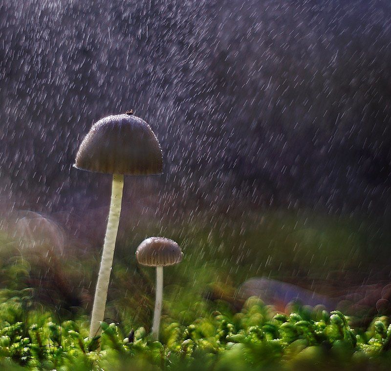 ... фото превью