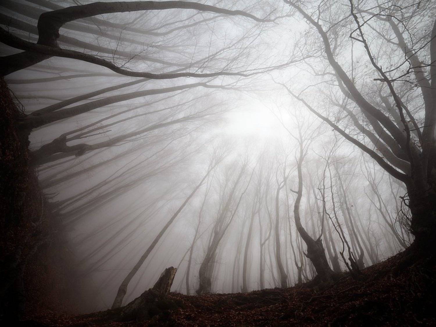 , Алексей Пучков