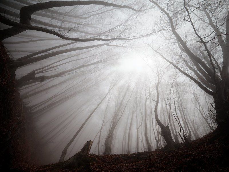 лес фото превью