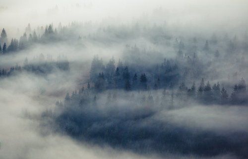 ...Trees...