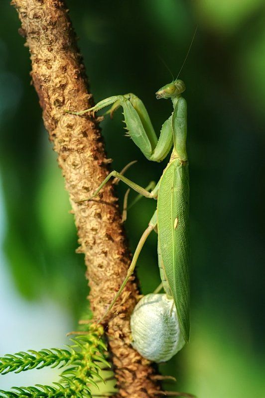macro, closeup, insect, макро, насекомые, gnilenkov Скоро будет новая жизнь... фото превью